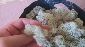 Ягель лечебные свойства