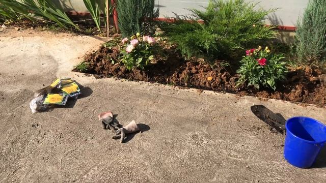 Моя любимая дача 23 сентября 2020. Сажаю тюльпаны и нарциссы.❤️ Посадка в корзинки. смотреть онлайн