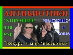 Антибиотик в мясе. Правильный "антибиотик" для кур. Мир насекомых