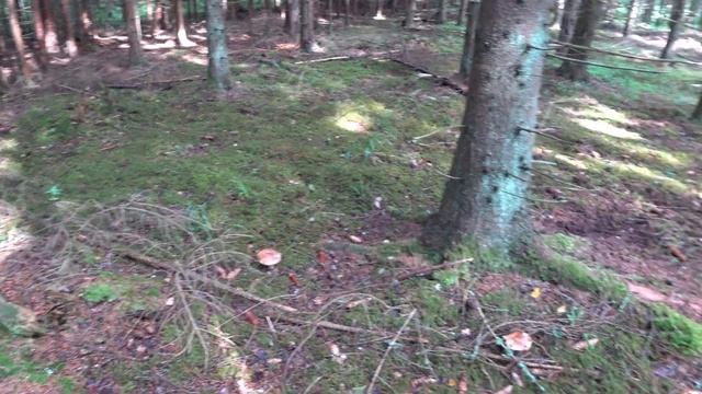 На разведку в лес за грибами. Ищем благородные грибы. Как отличить ложный боровик от настоящего. смотреть онлайн