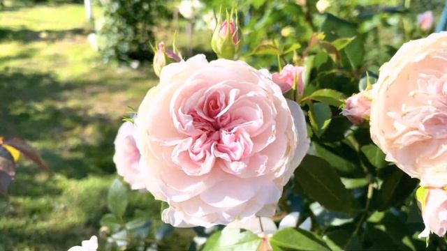 Червень в саду, квітуючі “Angela”, “Iceberg”, “Handel”, “The Piligrim”, “Eden Rose”, “Mary Ann”… смотреть онлайн