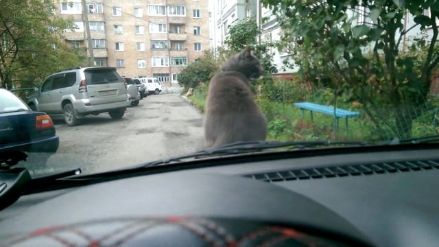 кот катается на капоте смотреть онлайн