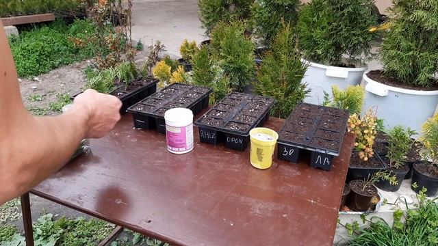 ЭКСПЕРЕМЕНТ С УКОРЕНИТЕЛЯМИ! ЗОЛА, КОРНЕВИН, РИЗОПОН И БЕЗ. КАКОЙ УКОРЕНИТЕЛЬ ЛУЧШЕ ВСЕГО РАБОТАЕТ! смотреть онлайн