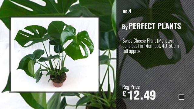 Top 10 Indoor Plants [2018]: Indoor plant mix II 3rd sets, 1x Dieffenbachia, 1x Chamaedorea смотреть онлайн