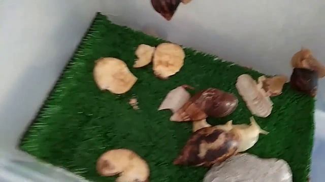 МОИ УЛИТКИ ????|Первое видео|Содержание улиток ахатин. смотреть онлайн