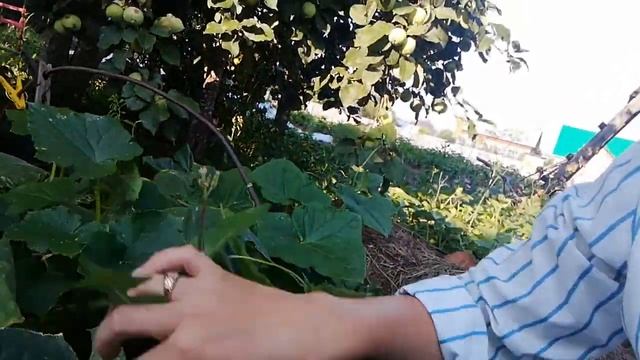 Формировка огурцов, выращивание на парнике смотреть онлайн