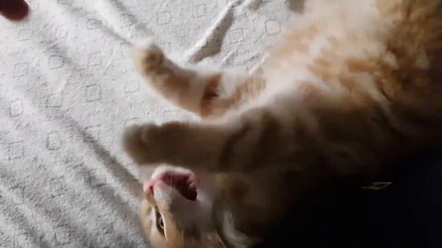Мейн-Кун Вилли Дурачиться. #mainecoonWilli смотреть онлайн