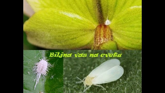 Biljne vasi - grinje kod Orhideje смотреть онлайн