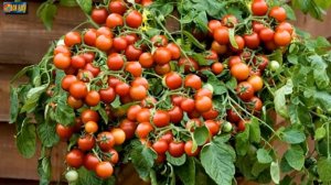 Лучшие низкорослые сорта томатов