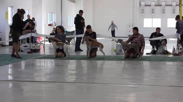 15.04.2017 Владивосток. моно уиппет. сравнение на ЛПП смотреть онлайн