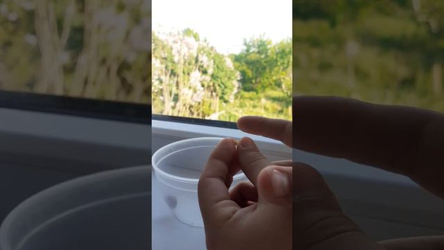 как понять жива ли ваша улитка🐚💨 смотреть онлайн