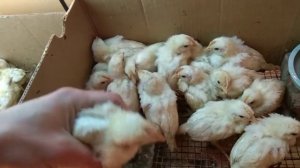 Куры и петухи Леггорна в 20 дней, как в таком возрасте определить пол цыпленка.