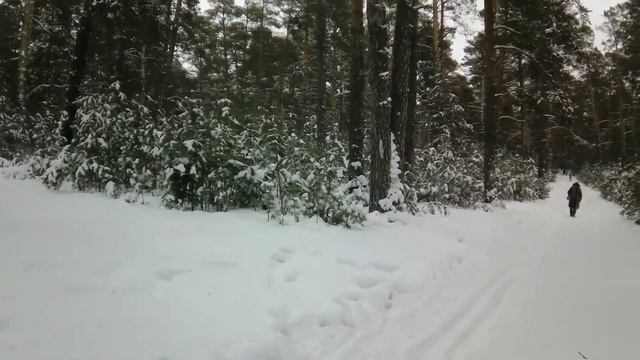Прогулка по лесу. Лыжная база, АлтГПУ, АлтГТУ. смотреть онлайн