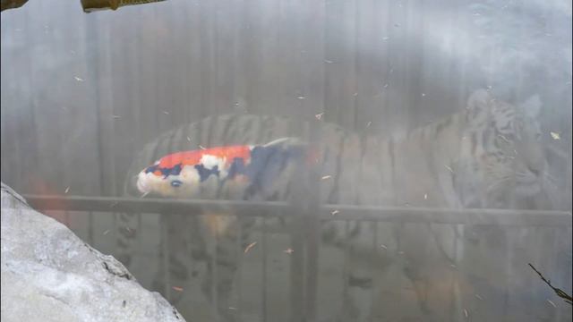 2017 09 15 Васильевка музей и зоопарк смотреть онлайн