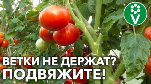 ПРОВЕРЕННЫЙ СПОСОБ ПОДВЯЗКИ ПОМИДОРОВ С СОХРАНЕНИЕМ 100% УРОЖАЯ!