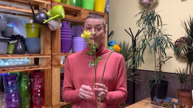 Ранункулус, ранункулюс или просто лютик с красивым именем? Сколько простоит в вазе? Знакомимся.