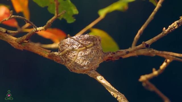Успокаивающая музыка для нервов 🌿 лечебная музыка для сердца и сосудов, релакс, музыка для души #18 смотреть онлайн
