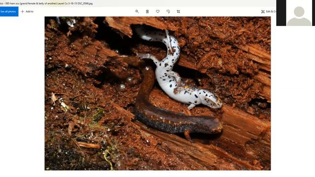 Salamanders of the Central Appalachians смотреть онлайн