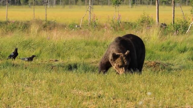 Косолапый тонул и "умолял" о помощи ЛЮДЕЙ... Мужчина не раздумывал ни МИНУТЫ... смотреть онлайн