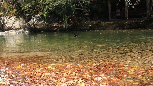 Утренний туалет уточки