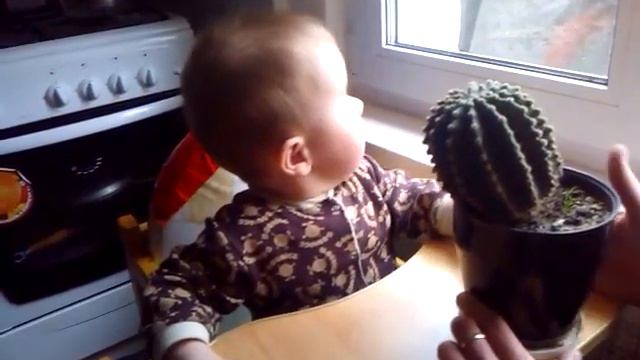 Кактус - это не игрушка! смотреть онлайн