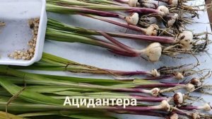 Ацидантера. Выкапываем и убираем на зиму.