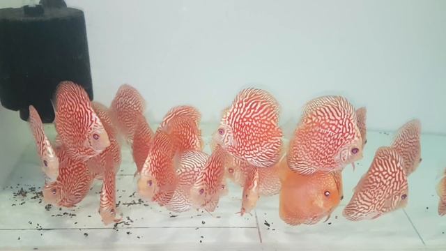 red checkerboard discus super quality FZR Discus since 2010 смотреть онлайн