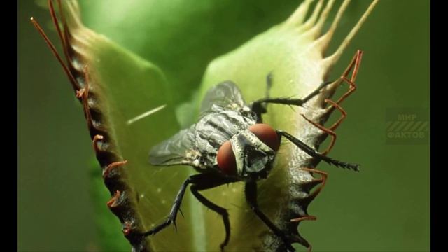 Плотоядные Хищники Цветы Убийцы ! смотреть онлайн