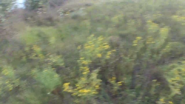 пойнтер по выводку фазана смотреть онлайн