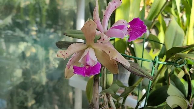 Cattleya Calummata X Cattleya Peckhaviensis.Описание...