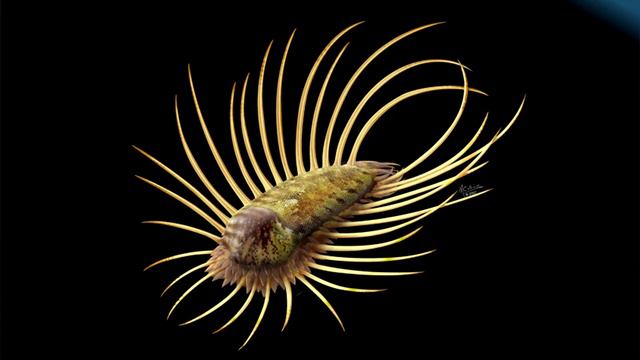 Развитие жизни на Земле (The Evolution of Life) - Ортрозанклус (Orthrozanclus reburrus) смотреть онлайн