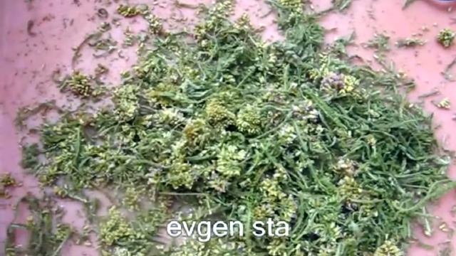 ЛЕКАРСТВЕННЫЕ ТРАВЫ заготовка сушка смотреть онлайн