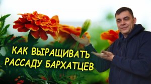 Бархатцы уход и выращивание рассады. Тагетес выращивание рассады. Как выращивать бархотки для дачи.