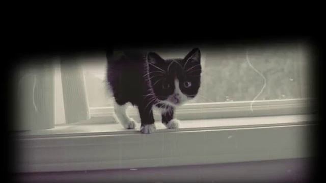 Сергей Есенин «Сестре Шуре» смотреть онлайн