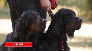 10 ПОРОД СОБАК КОТОРЫЕ ИДЕАЛЬНО ПОДОЙДУТ ДЛЯ КВАРТИРЫ