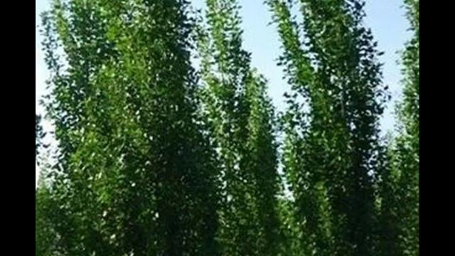 Тополя ( муз Г Пономаренко, сл Г Колесников) исп В Новопашин смотреть онлайн