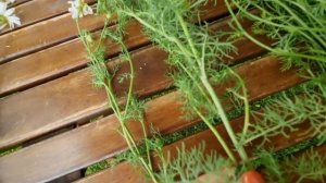 РОМАШКА АПТЕЧНАЯ, КАК ОТЛИЧИТЬ, СДЕЛАЙ ЭТОТ ТЕСТ.