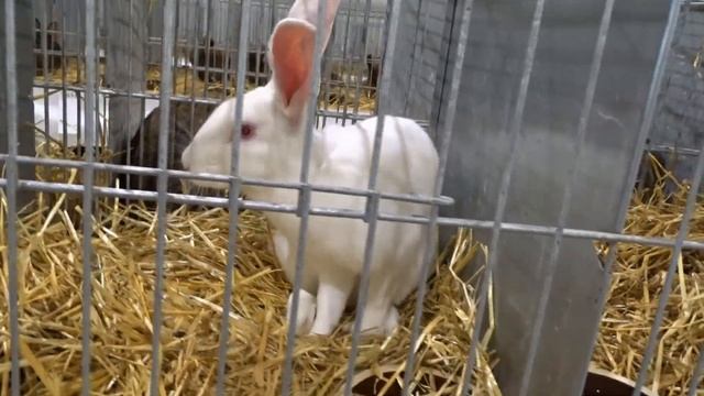 Смотрим выставку кроликов в Чехии / Ч2 смотреть онлайн