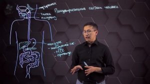 Строение пищеварительной системы человека. 8 класс.