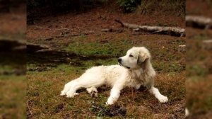 Пиренейская горная собака. Плюсы и минусы, Цена, Как выбрать, Факты, Уход, История