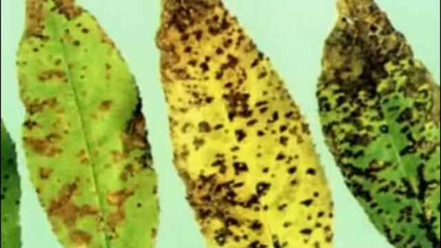 Опадает черешня причины и методы борьбы смотреть онлайн