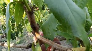 Сорт персика Рич Мей. Сроки поспевания.