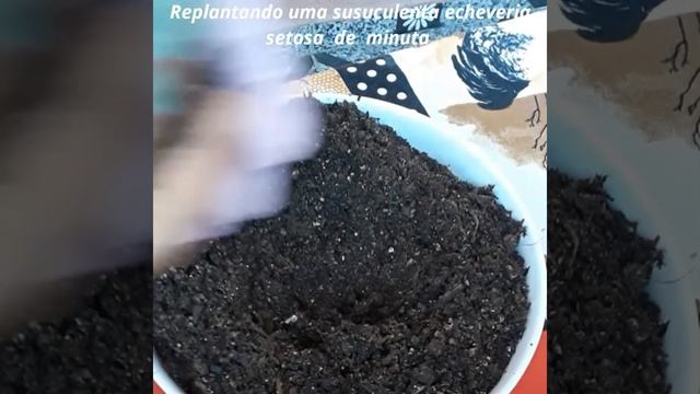 suculenta echeveria setosa de minuta смотреть онлайн
