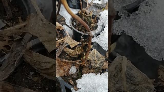 гортензия крупнолистовая зимовка смотреть онлайн