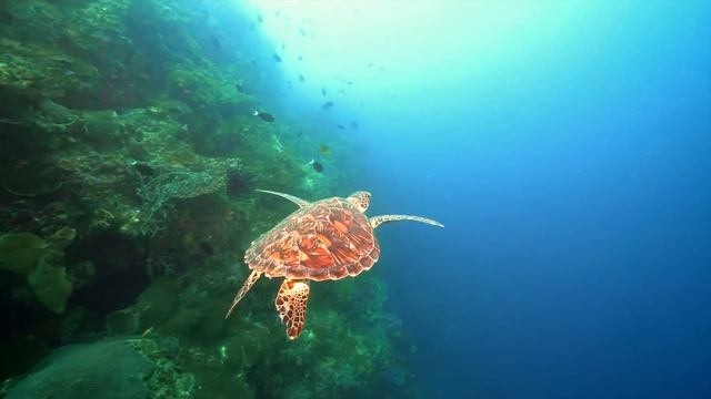 Стратегия выживания - Все части - Документальный фильм смотреть онлайн