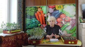 Сколько томатов посадить в теплицу 3 на 8 метров? Ольга Чернова.