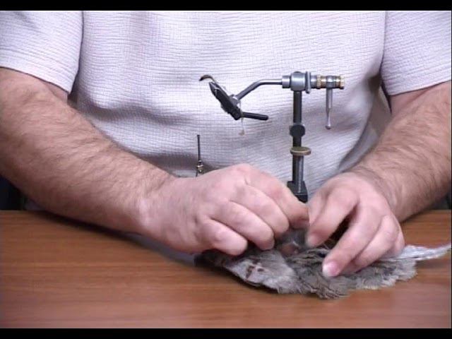 Freshwater Shrimp