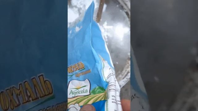 Первая подкормка смородины и крыжовника весной #shorts смотреть онлайн