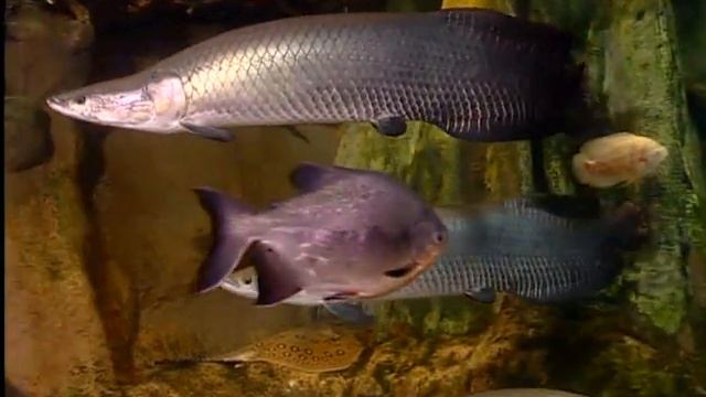 Санкт-Петербургский океанариум. Море за стеклом смотреть онлайн