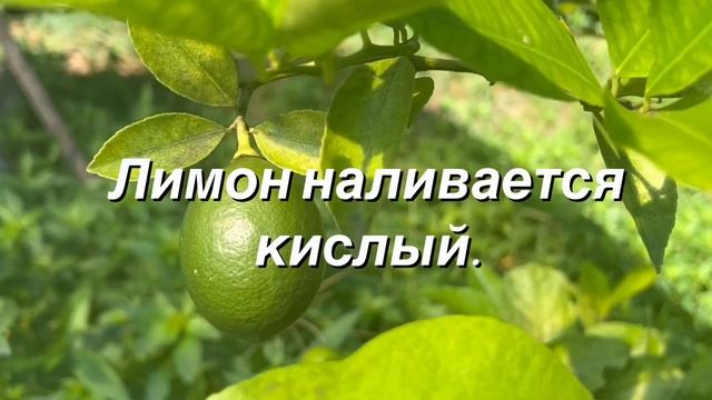 УХОДИТ ИЮЛЬ #христианский #стих (читает автор Анна Юркин) смотреть онлайн